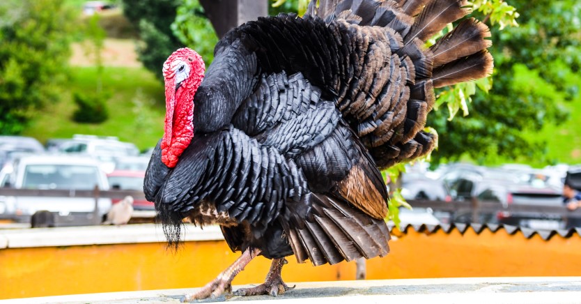 Ask Dr. Jenn: What Happens to a Pardoned Thanksgiving Turkey?